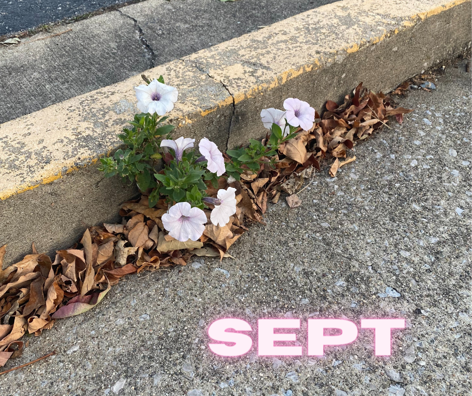 , Resilience in Full Bloom: Lessons from Petunia